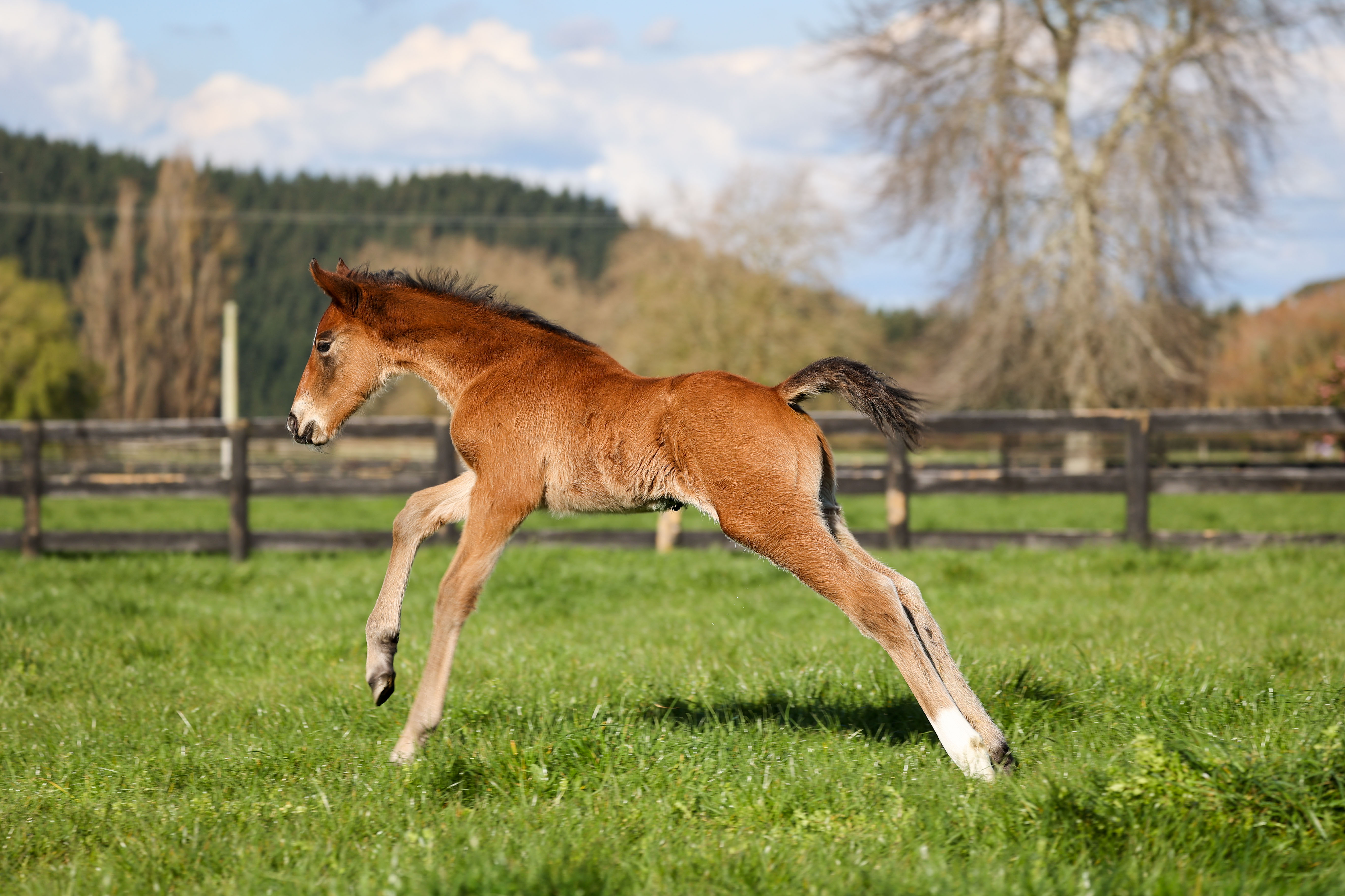 First King Of Comedy foal is full of quality