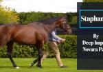 167 SW for Sire of Staphanos