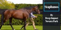 167 SW for Sire of Staphanos