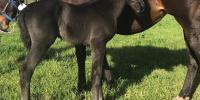 Sweynesse first foals impress