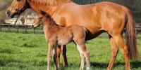 First King Of Comedy foal is full of quality