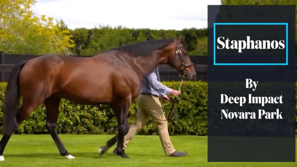 167 SW for Sire of Staphanos