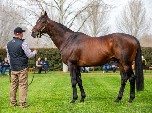Real Impact’s first winner is out of a full sister to the dam of Staphanos!