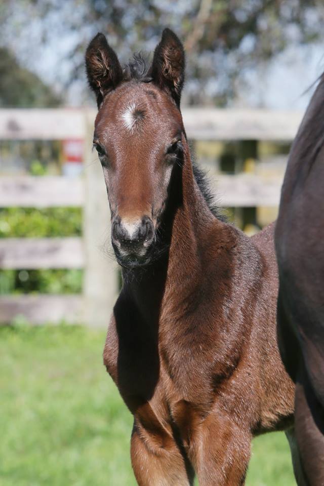 Sweynesse's first foal is a stunning colt