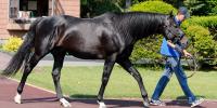Deep Impact one and two in Japanese Derby