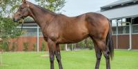 Novara Park's stallions sires top averages at Sydney
