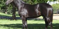 Sweynesse's sire Lonhro tops averages