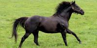 86 for Lonhro