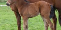 First foal for Staphanos