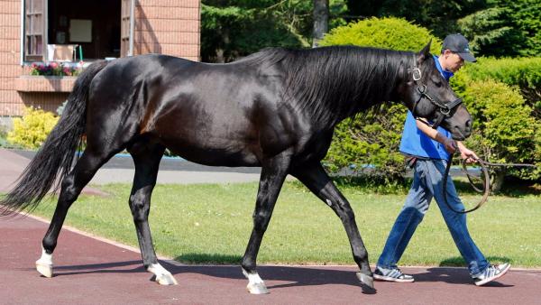 Deep Impact one and two in Japanese Derby
