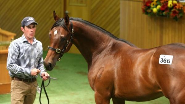 New boy Jakkalberry makes a big hit at Karaka 