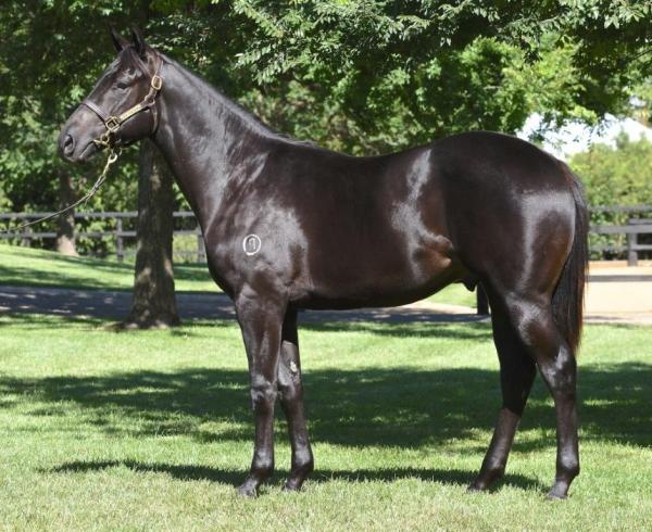 Sweynesse's sire Lonhro tops averages