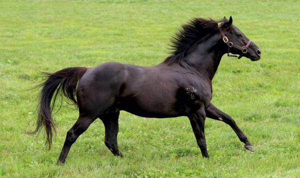 86 for Lonhro