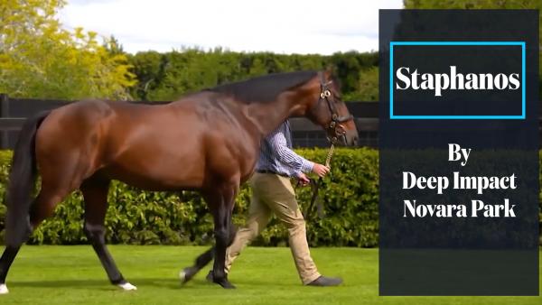 146 SW for the sire of Staphanos 