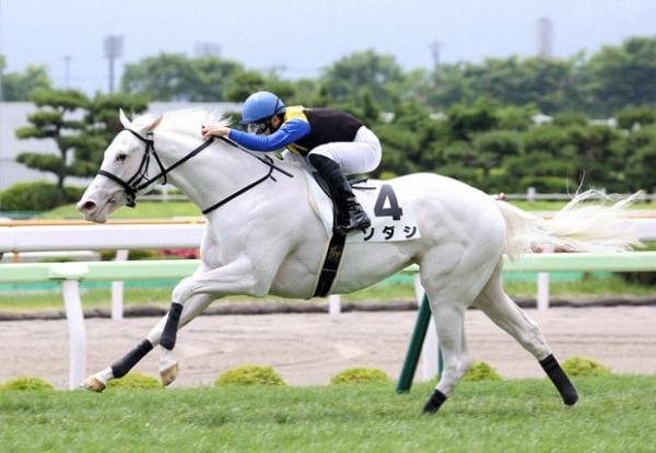 Staphanos brings Japanese horsepower