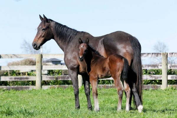 Sweynesse's first foal is a stunning colt