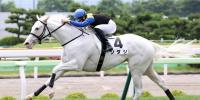 Staphanos brings Japanese horsepower
